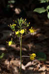 Oriental false hawksbeard